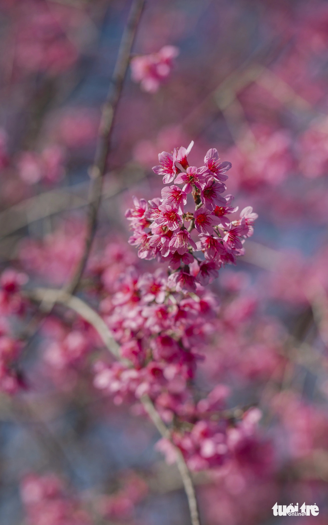 The scientific name of cherry apricot is Prunus Cerasoides, the tree trunk has a peach-plum shape, but when the flowers bloom, they are single flowers with 5 petals (like apricot blossoms) - Photo: QUANG DA LAT