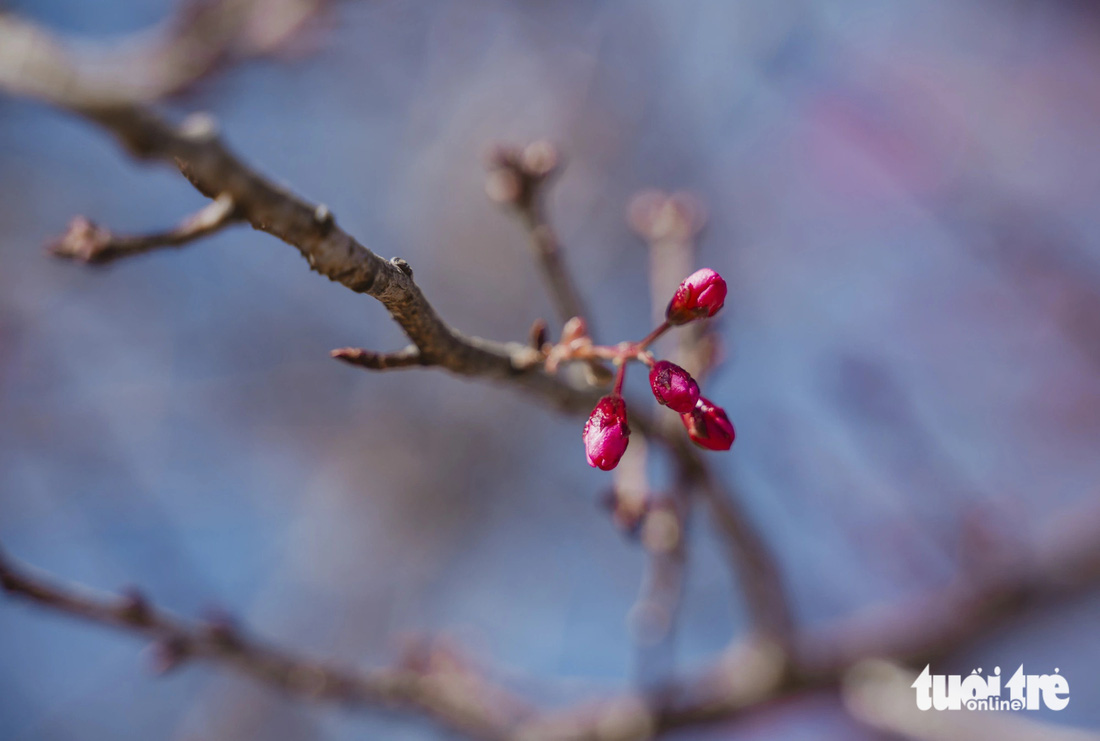 The roads in the inner city of Da Lat have cherry blossoms in bloom - Photo: QUANG DA LAT