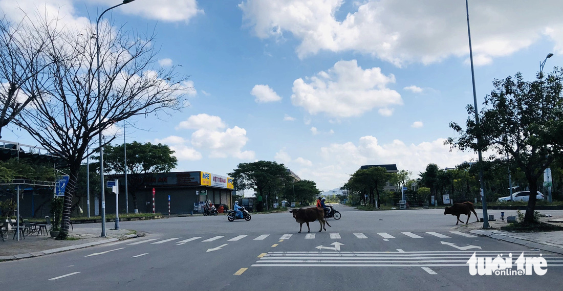 Bò đi lại trên đoạn đường Nguyễn Tất Thành (phường Hòa Hiệp Nam, quận Liên Chiểu, Đà Nẵng) - Ảnh: ĐOÀN CƯỜNG
