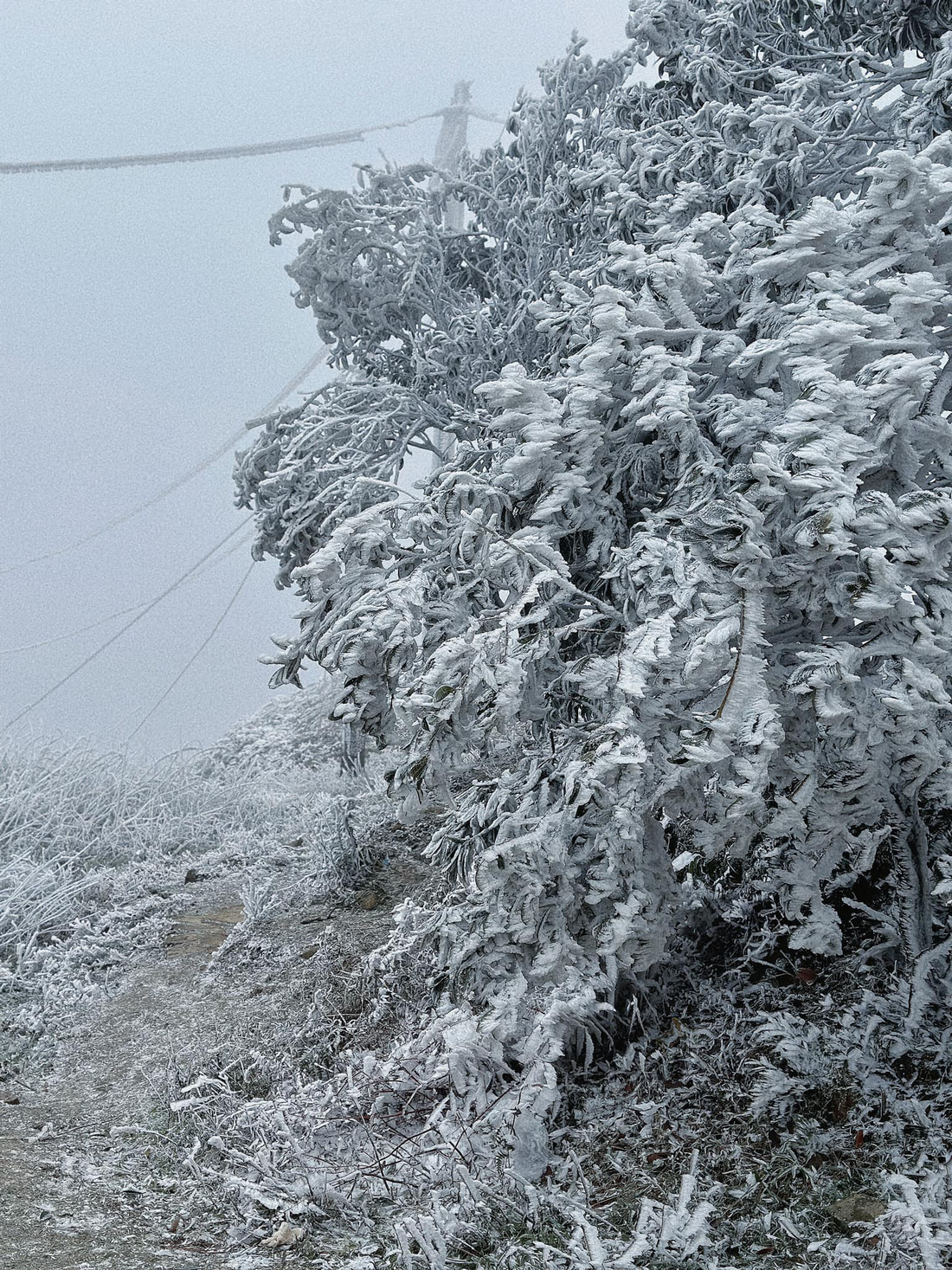 Nhiệt độ xuống thấp cộng với độ ẩm cao khiến cây cối trên đỉnh Mẫu Sơn bị đóng băng - Ảnh: NVCC