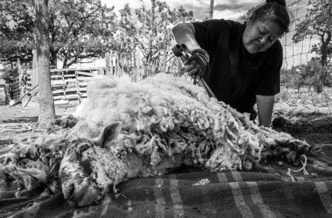 Một trong những bức ảnh trắng đen của Caden Shepard Choi ghi lại khoảnh khắc người Najavo cạo lông cừu 