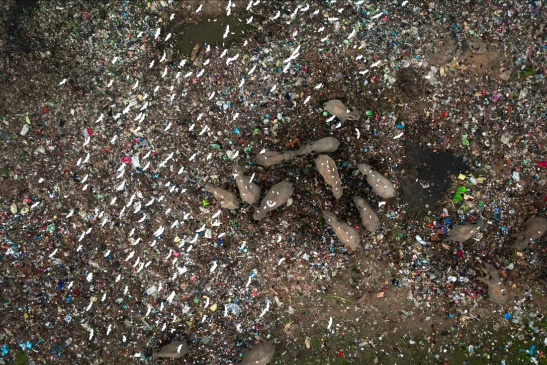 Bức ảnh ghi lại cảnh một đàn voi hoang dã lùng sục kiếm ăn ở bãi rác, bên dưới đàn cò trắng ở Sri Lanka của tác giả Lalith Ekanayake (Sri Lanka). Dù không thể giành chiến thắng, bức ảnh vẫn được ban giám khảo đánh giá cao