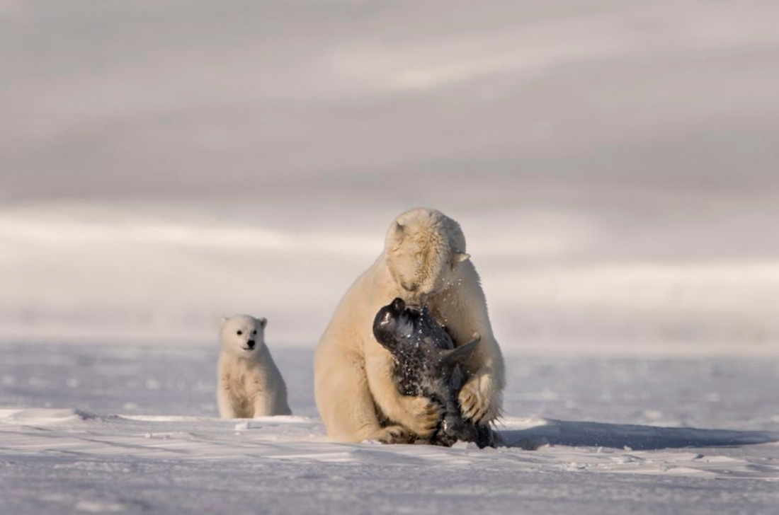 Bức ảnh miêu tả sự khốc liệt của thiên nhiên: gấu Bắc Cực con quan sát mẹ xé xác hải cẩu làm thức ăn. Ảnh của Roie Galitz (Israel) được nhiều giám khảo đánh giá cao
