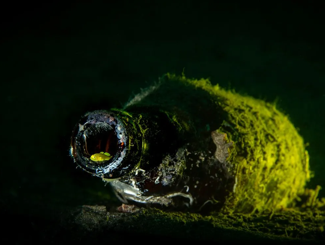 Bức ảnh chú cá bống vàng nằm ở miệng chai thủy tinh chìm sâu dưới biển Philippines của tác giả Martin Broen (Mỹ) nhận được giải thưởng phụ 