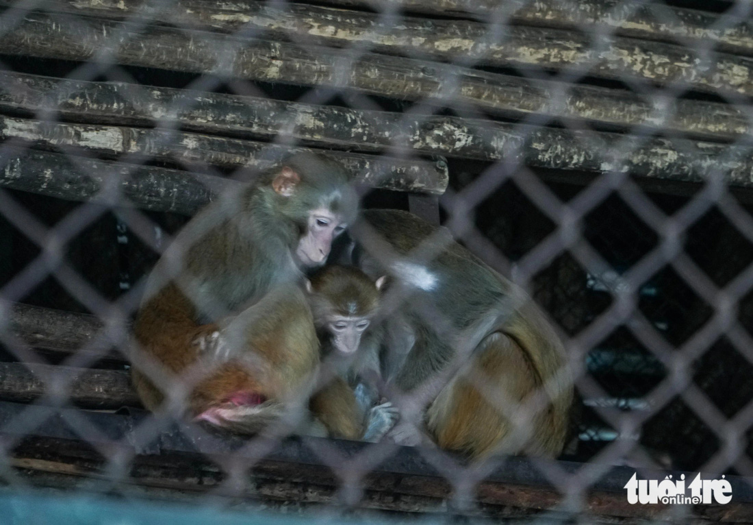 Ba chú khỉ co ro, ôm nhau vì trời rét ở Vườn thú Hà Nội - Ảnh: PHẠM TUẤN