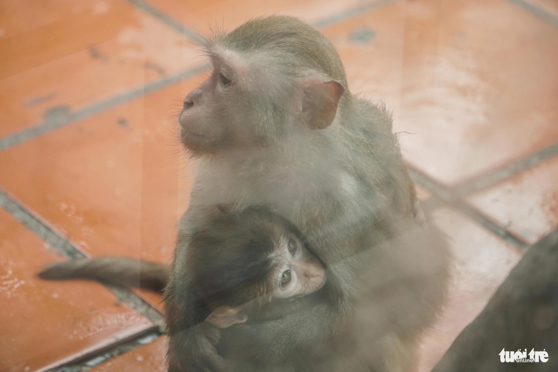 Khỉ mẹ ôm ủ ấm cho khỉ con - Ảnh: PHẠM TUẤN