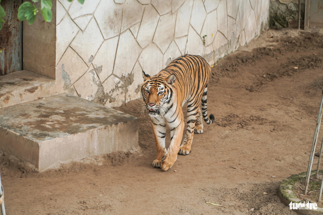Khu vực nuôi hổ được trang bị máy sưởi, theo lãnh đạo Vườn thú Hà Nội - Ảnh: PHẠM TUẤN