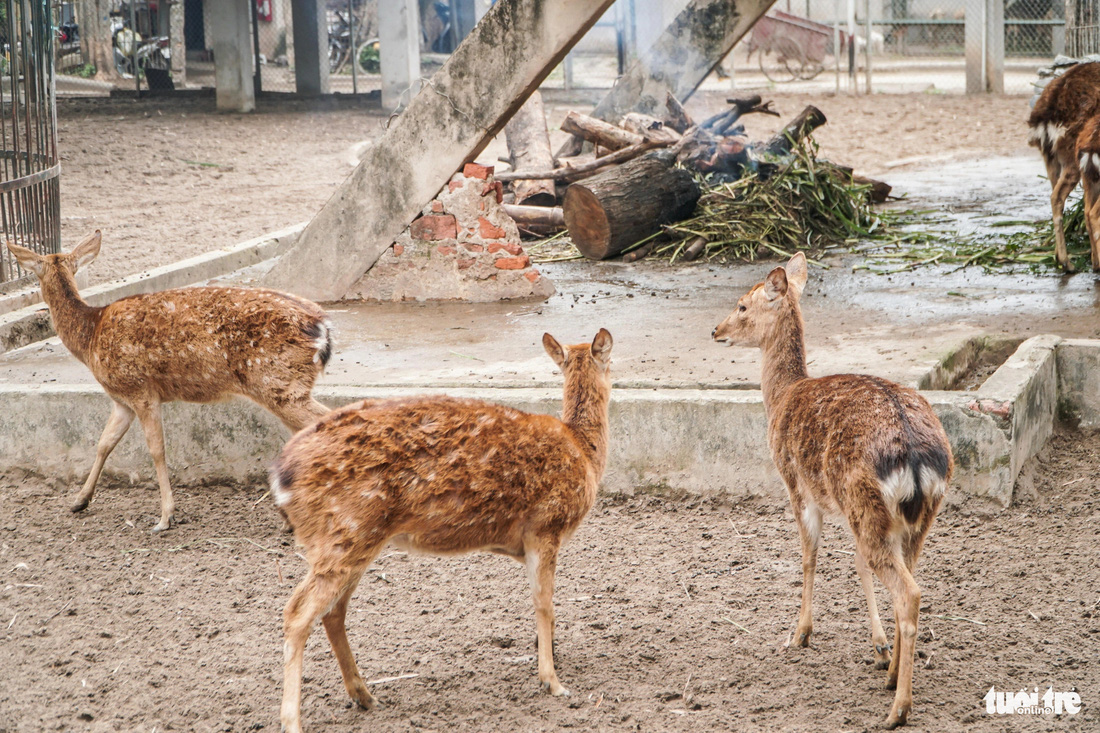 Đốt củi chống rét tại khu vực nuôi hươu sao - Ảnh: PHẠM TUẤN