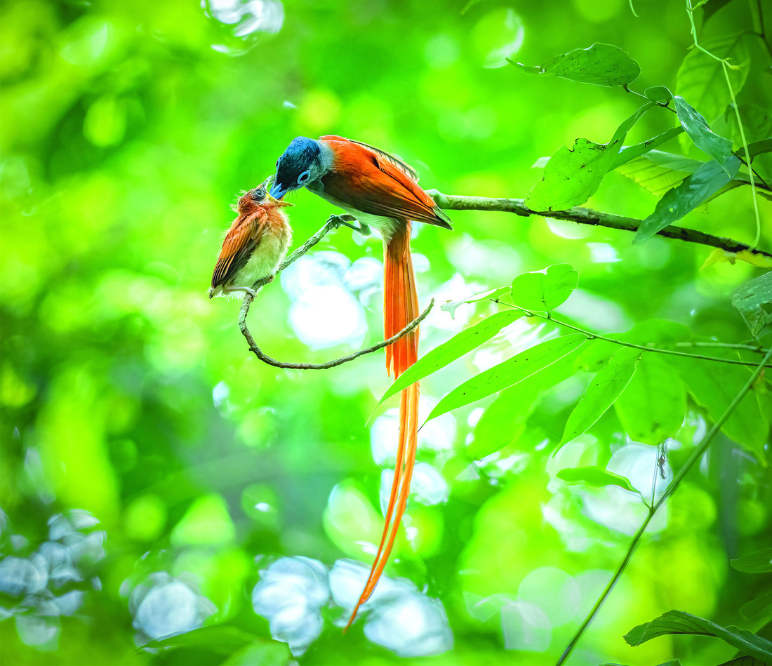 Chim thiên đường đuôi phướn Phương Đông (Blyth's Paradise-Flycatcher – Terpsiphone incei), ở Gia Canh, Định Quán, Đồng Nai. Ảnh: NGUYỄN PHỐ