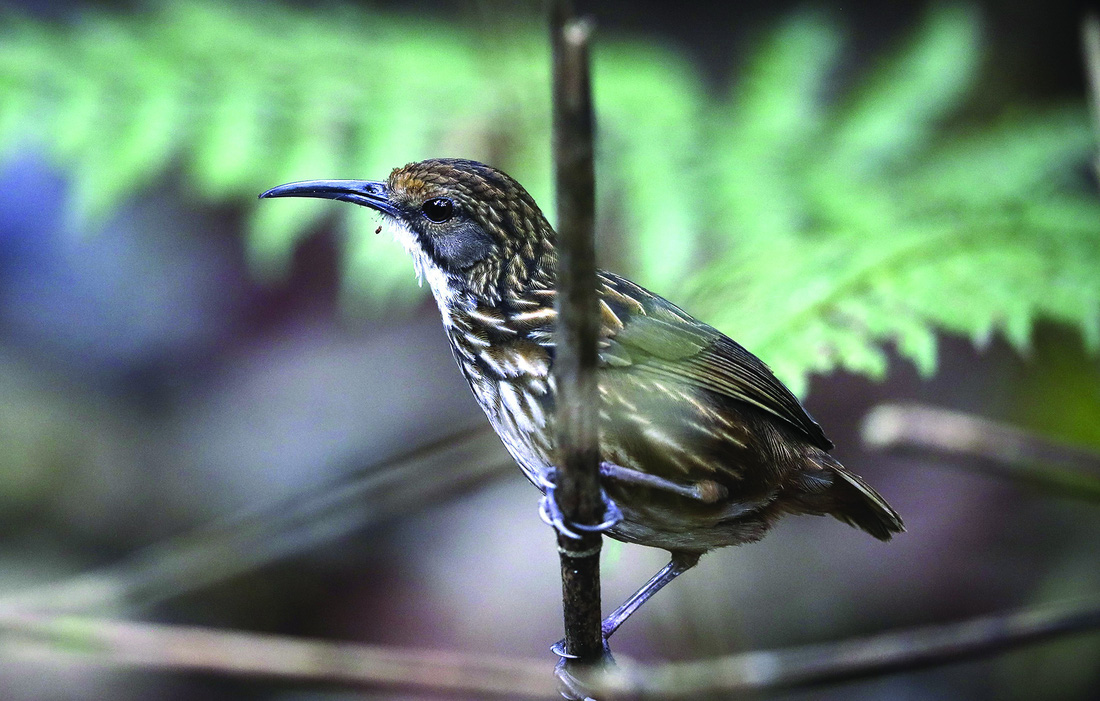 Khướu đuôi cụt (tên tiếng Anh White-throated Wren Babbler). Ảnh: TOBY TRUNG