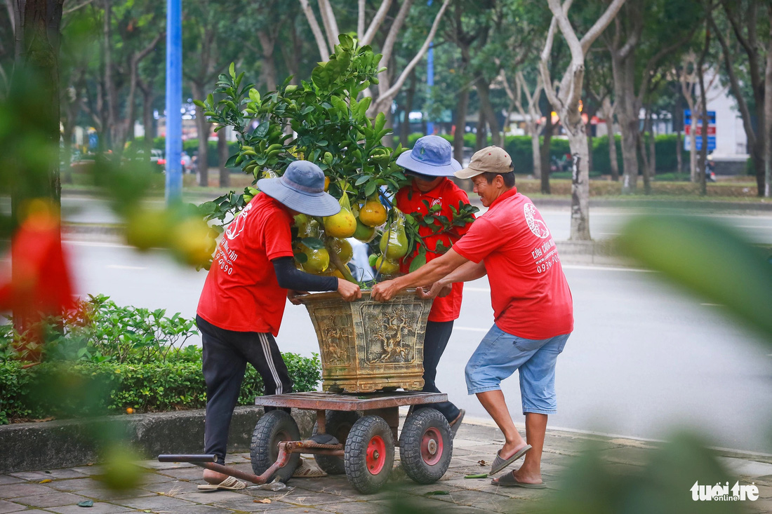 Các nhân viên vườn cây cảnh Minh Tân vận chuyển, đặt các chậu bưởi Diễn vào chỗ trưng bày trên đường Mai Chí Thọ - Ảnh: CHÂU TUẤN