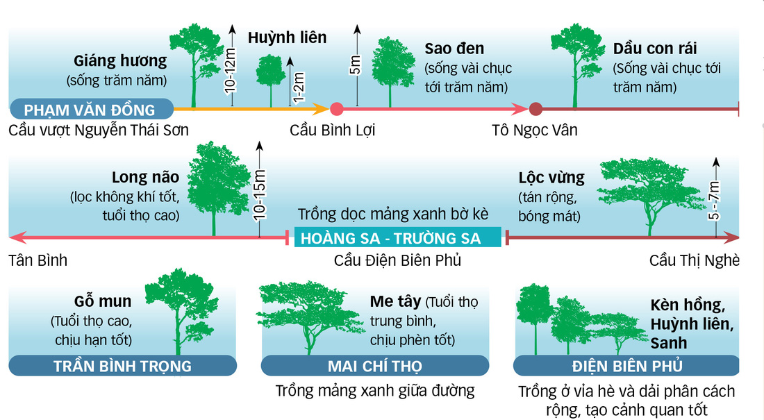 Chăm sóc cây xanh lâu năm trong đô thị: Giữ bất an, cắt sợ dư luận - Ảnh 5.