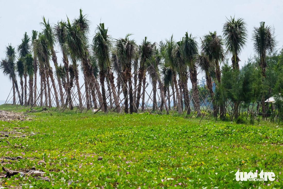 Cần Giờ - Ảnh 3.