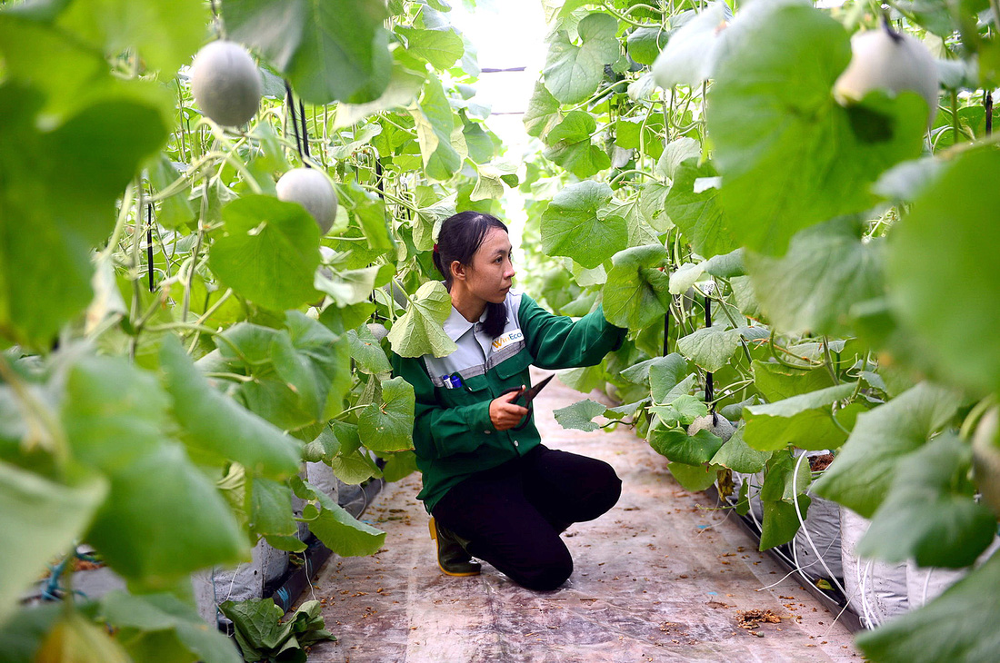 Xây nhà tạm làm nông nghiệp: Trúng nhu cầu nhưng tránh biến tướng - Ảnh 4.