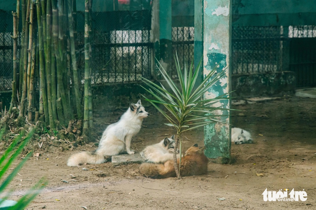 Mê mệt đàn cáo tuyết được công an giải cứu giao Thảo cầm viên Sài Gòn - Ảnh 2.
