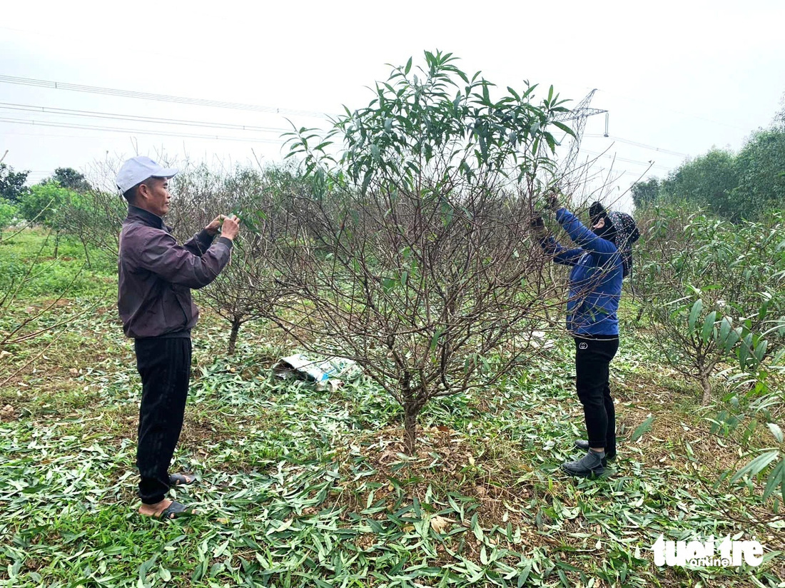 Thủ phủ đào phai hối hả vào mùa tuốt lá - Ảnh 1.