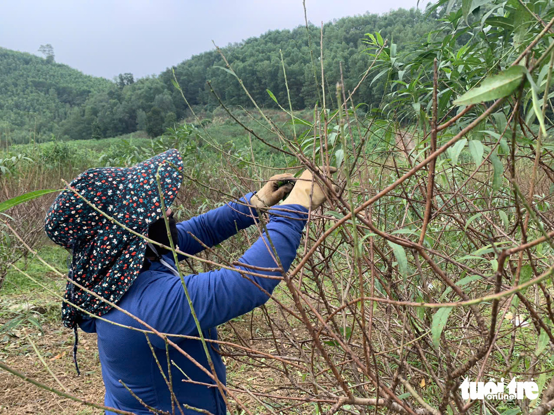 Thủ phủ đào phai hối hả vào mùa tuốt lá - Ảnh 4.