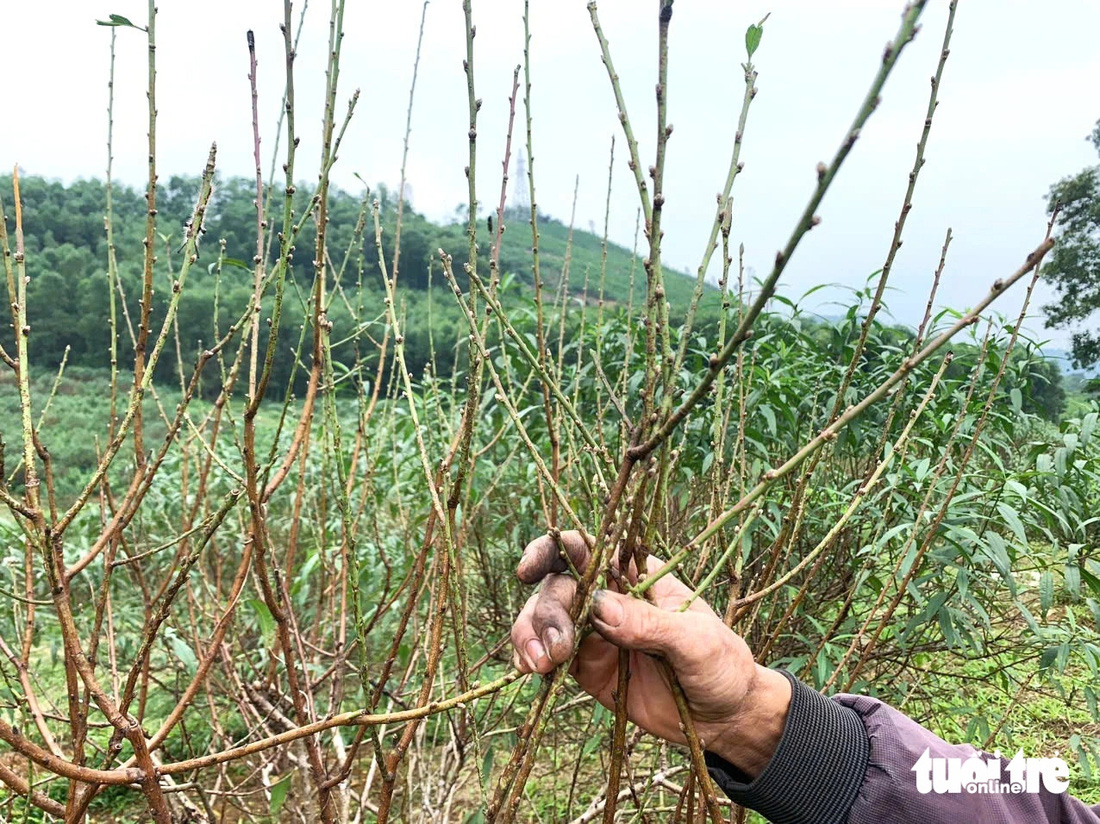 Thủ phủ đào phai hối hả vào mùa tuốt lá - Ảnh 5.