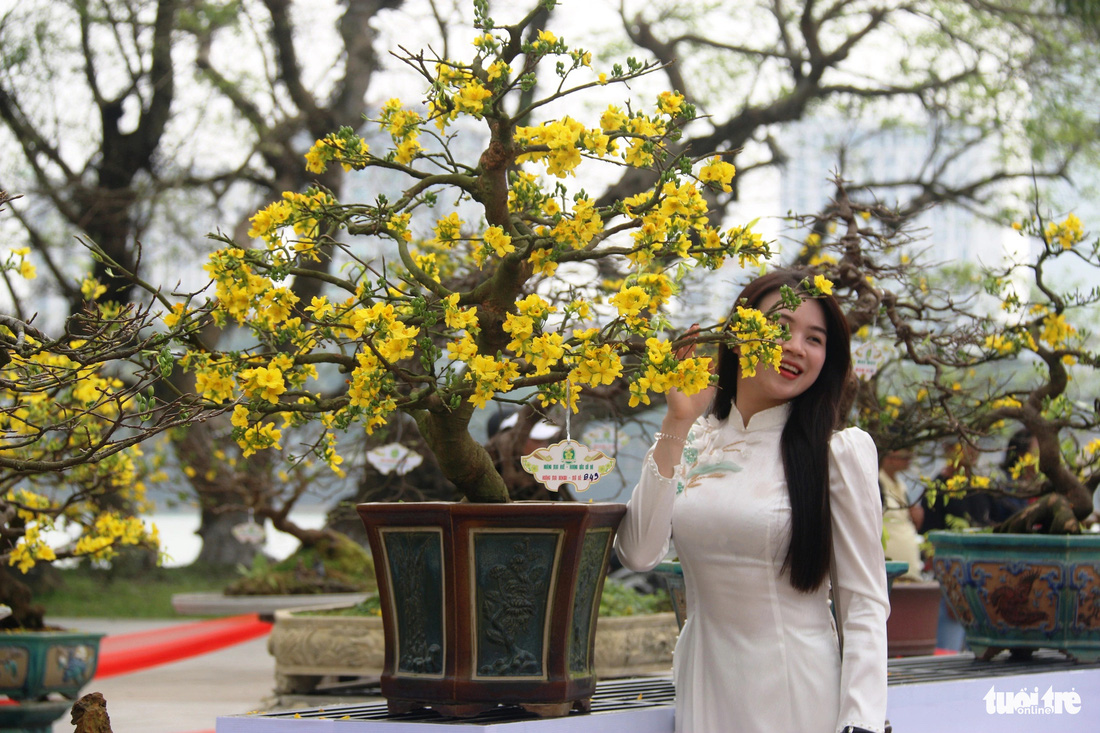 Những cây mai vàng bonsai cũng thu hút rất đông ánh nhìn khách tham quan, đặc biệt các bạn trẻ - Ảnh: NHẬT LINH