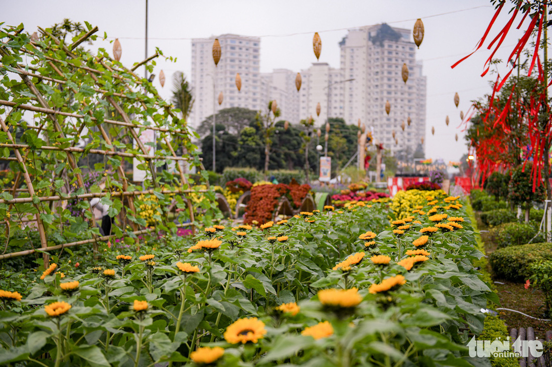 Đường hoa Home Hanoi Xuan 2024 có sự góp mặt của hàng ngàn cánh hoa cùng khoe sắc thắm - Ảnh: NAM TRẦN