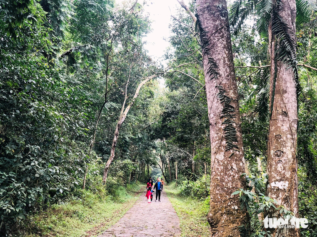 Các gia đình đi dạo trong rừng - Ảnh: ĐOÀN CƯỜNG