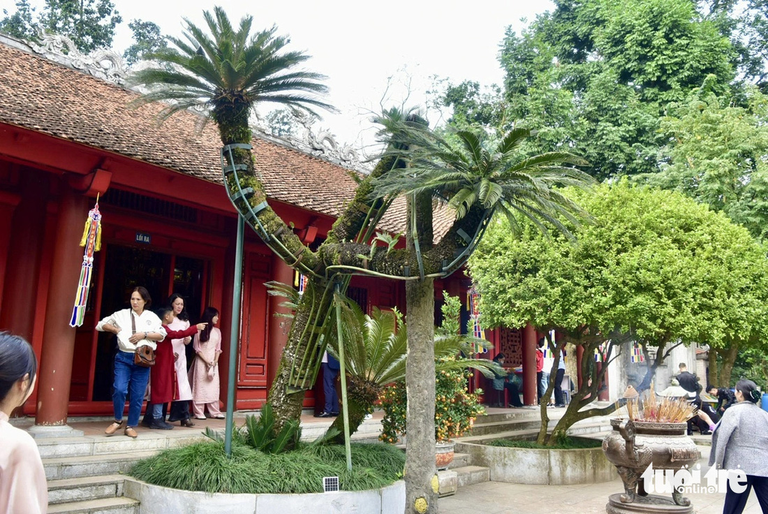 Cây vạn tuế (trước chùa Thiên Quang) được ước tính đã 800 tuổi. Đây là một trong những cây có tuổi đời cao nhất ở Đền Hùng. Cây cao hơn 5m, đường kính gốc khoảng 35cm - Ảnh: T.T.D.