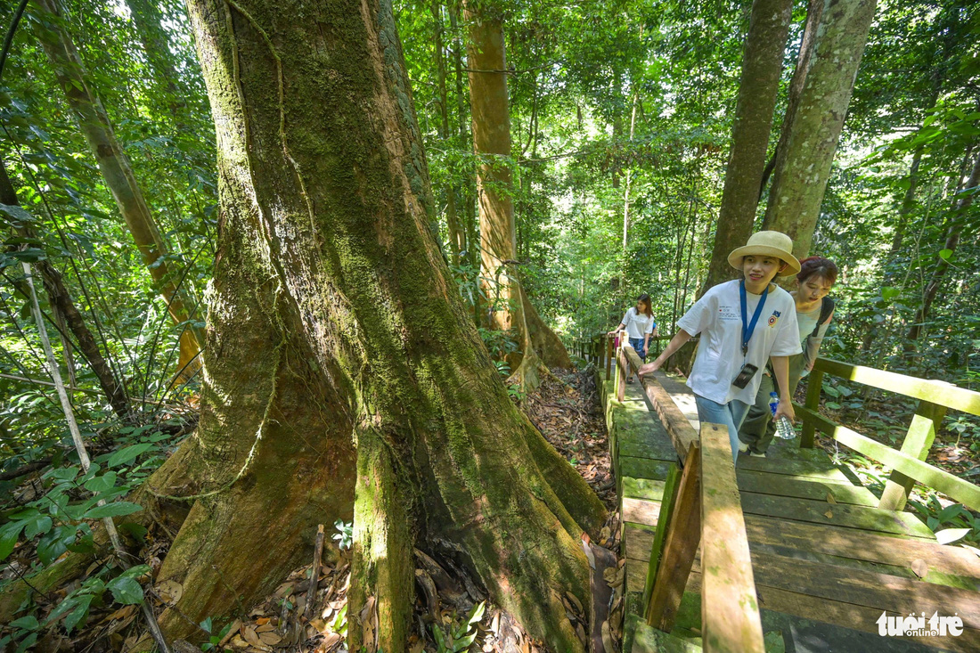 Cây cổ thụ trong công viên quốc gia Ulu Tempurong