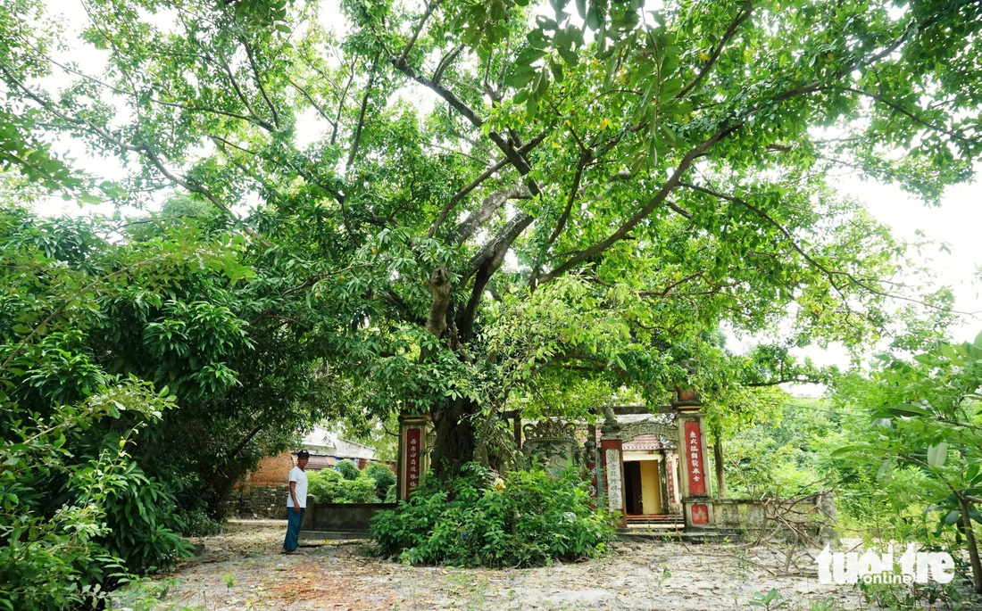 Dân làng Trung Sơn bảo vệ rừng cây từ thuở lập làng đến nay