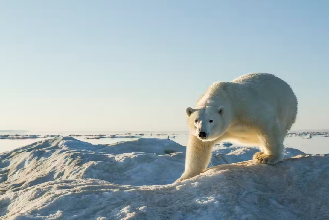 Gấu Bắc Cực đã tiến hóa để sinh trưởng ở nhiệt độ cực lạnh, nhưng chúng vẫn có thể sống ở 20 độ C - Ảnh: GETTY IMAGES