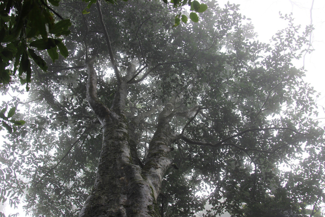 Một cây chè tiến vua cổ thụ ở xã An Toàn, huyện An Lão, tỉnh Bình Định - Ảnh: THANH DIỄM