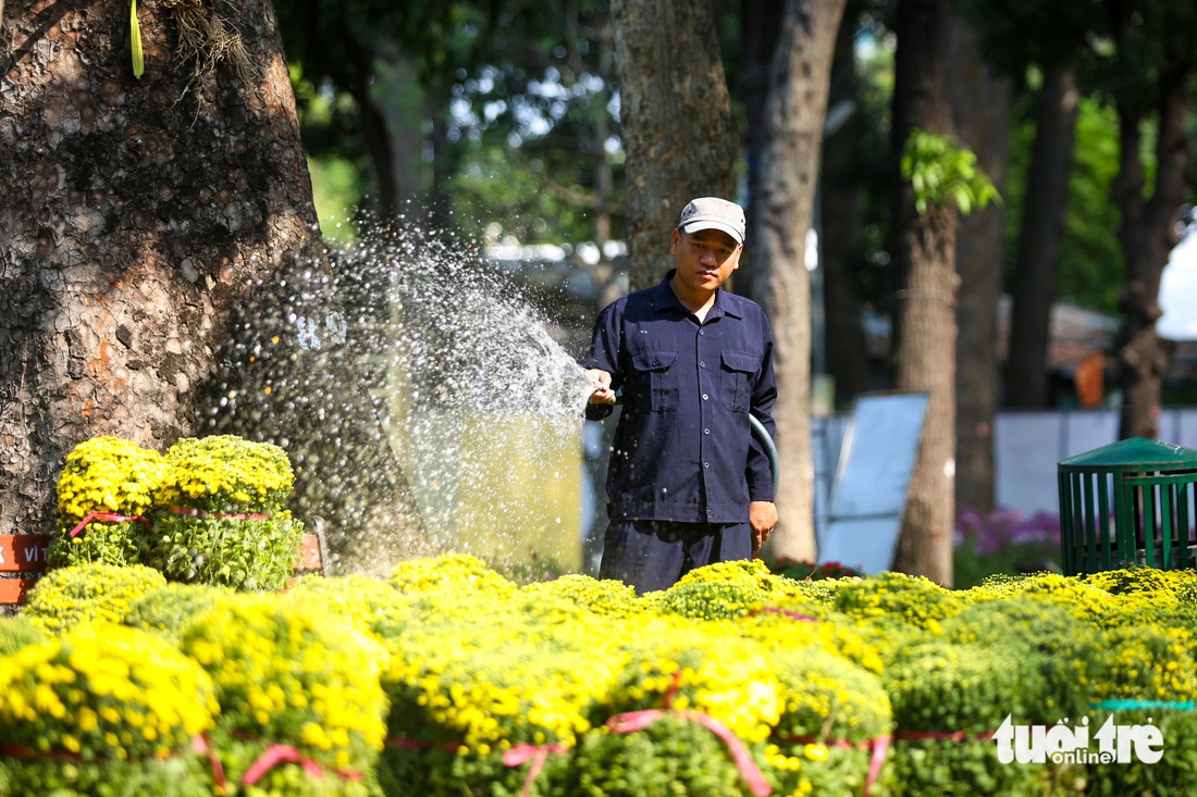 Nhân viên Công ty TNHH MTV Công viên cây xanh TP.HCM tưới hoa, đảm bảo hoa không bị héo khô để trang trí cho hội hoa xuân - Ảnh: LÊ PHAN