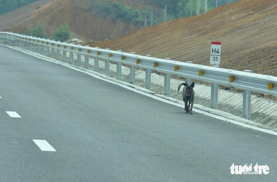 Một chú chó đi lạc lên cao tốc Tuyên Quang - Phú Thọ sáng 10-2