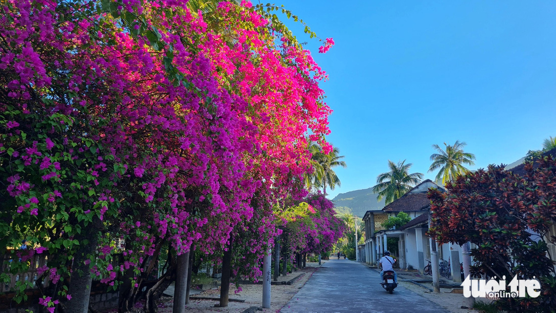 Những con đường đầy hoa tại làng phong Quy Hòa