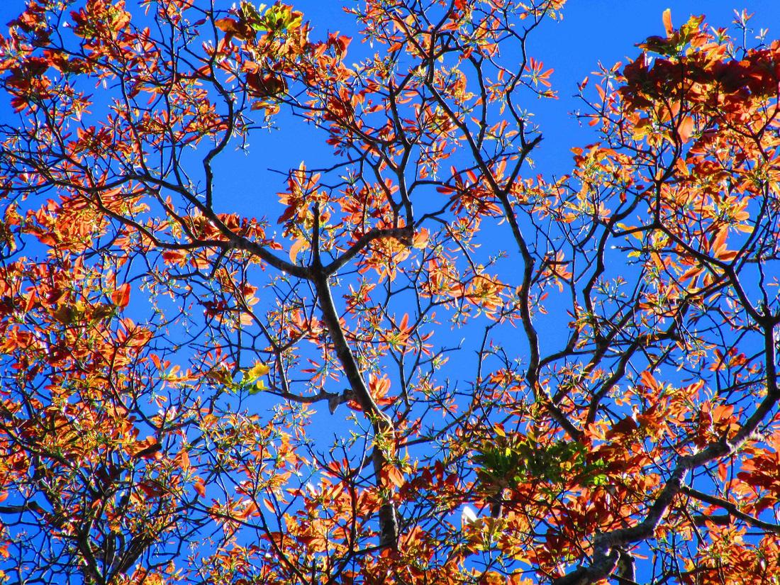 Cây xuân thôn ở Vườn quốc gia Bù Gia Mập đang thay lá - Ảnh: KIỀU ĐÌNH THÁP
