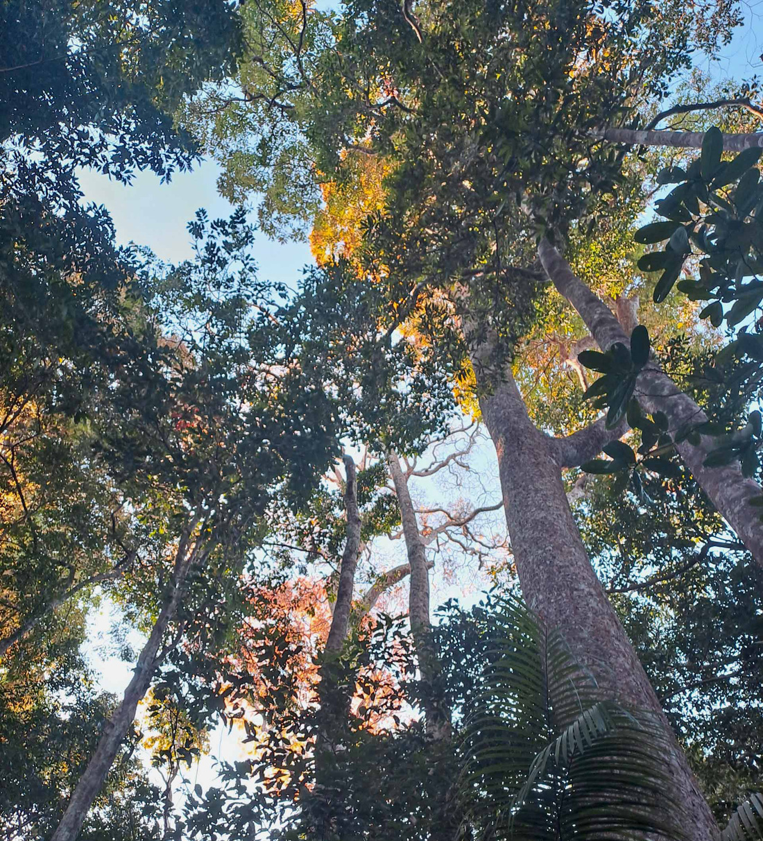 Rừng cây gỗ lớn ở Vườn quốc gia Bù Gia Mập - Ảnh: KIỀU ĐÌNH THÁP