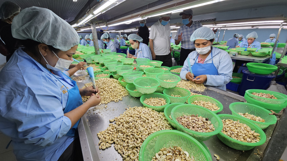 Chế biến điều nhân để xuất khẩu tại một công ty ở Ninh Thuận - Ảnh: N.TRÍ