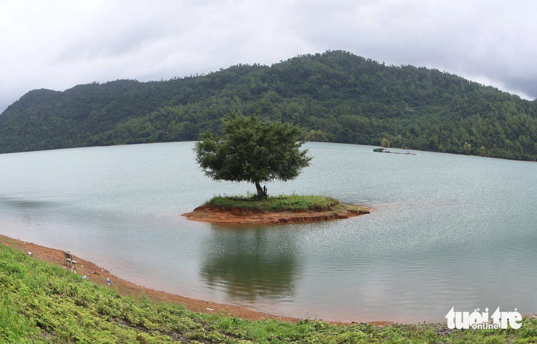 Cây cô đơn ở lòng hồ Phú Ninh - Ảnh: LÊ TRUNG