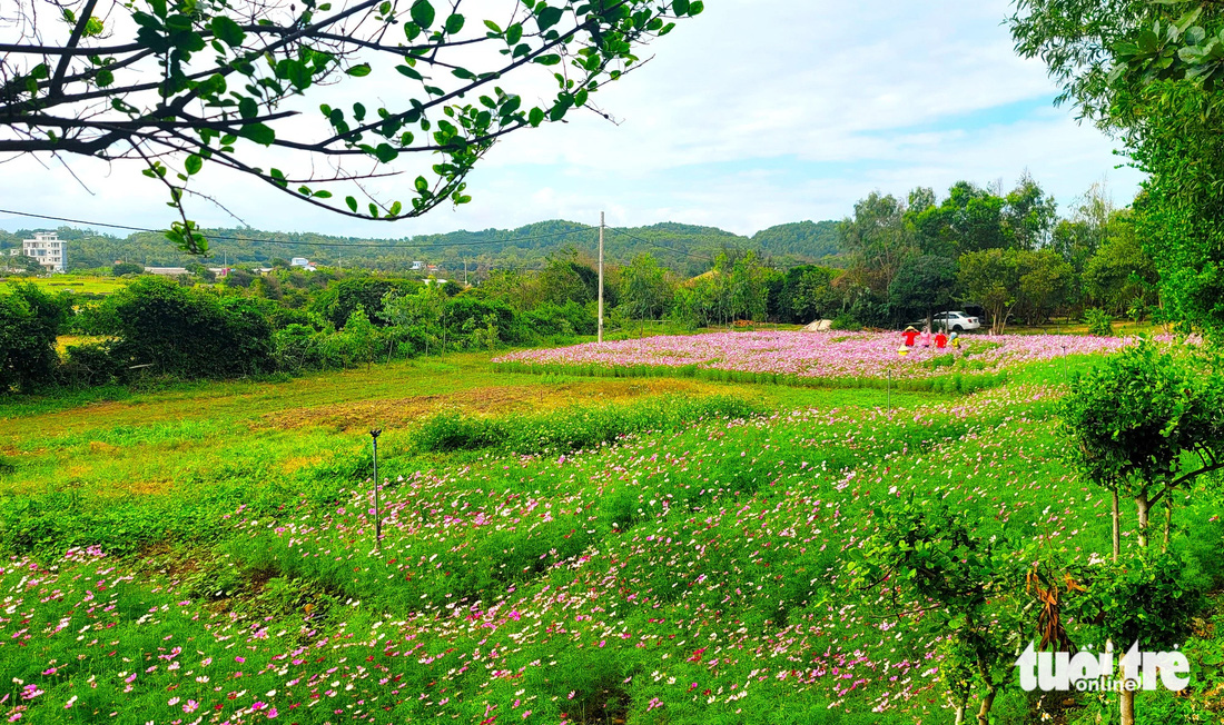 Cánh đồng hoa, cỏ hồng rộng hàng trăm mét vuông ở danh thắng quốc gia đặc biệt Gành Đá Đĩa (huyện Tuy An) được đơn vị quản lý chuẩn bị để du khách check-in - Ảnh: NGUYỄN HOÀNG