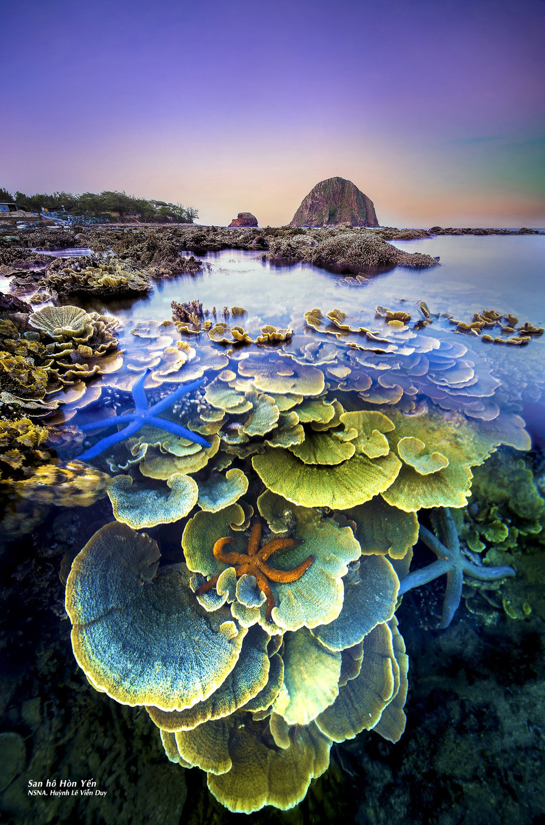 Ngoài ra du khách có thể lựa chọn ngắm những rạn san hô đầy màu sắc, độc đáo vô nhị tại Hòn Yến (huyện Tuy An, Phú Yên) - Ảnh: HUỲNH LÊ VIỄN DUY