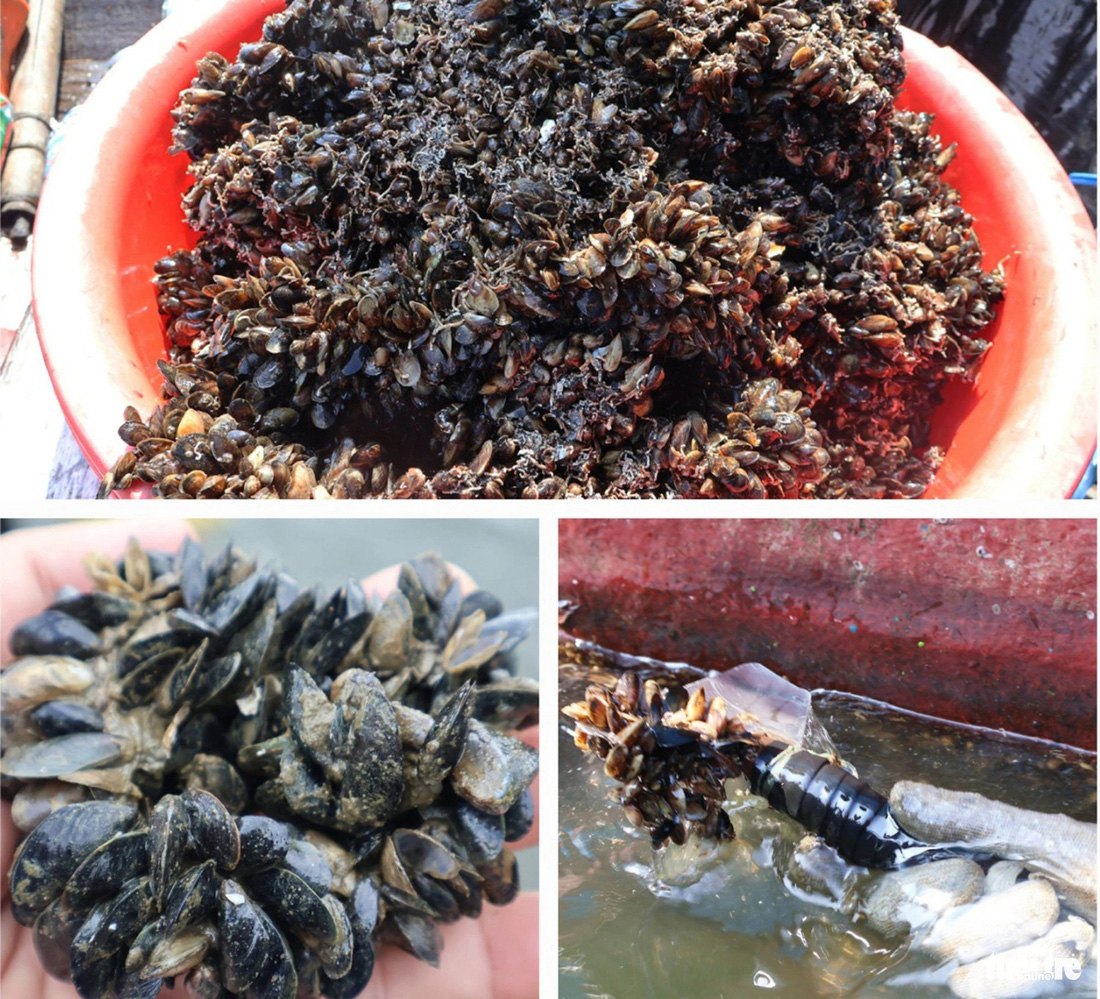 Vẹm đen được bán cho thương lái vận chuyển vào Khánh Hòa, Phú Yên bán cho các chủ ao làm thức ăn cho tôm hùm - Ảnh: LÊ TRUNG