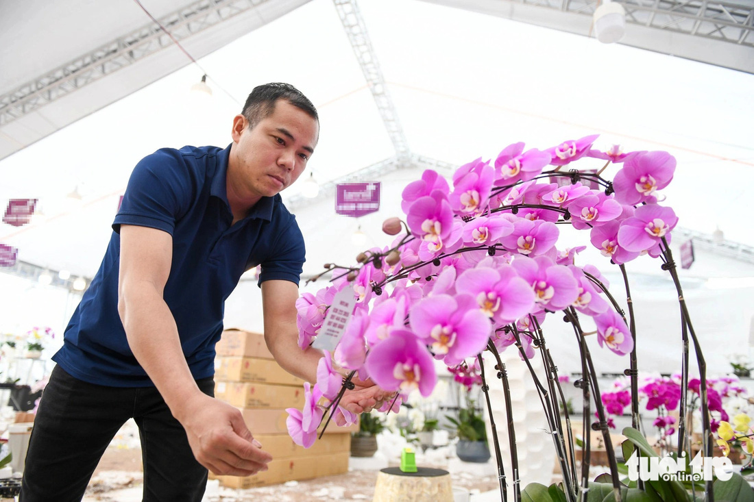 Thợ cắm hoa lan thu nhập hàng chục triệu đồng mùa Tết - Ảnh: NAM TRẦN