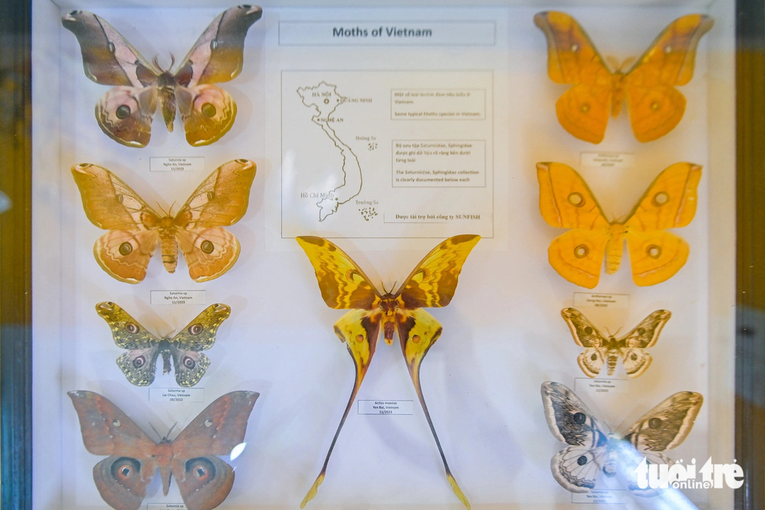 Khu nhà trưng bày về quá trình sinh trưởng của loài bướm, bộ sưu tập mẫu bướm cho du khách tham quan - Ảnh: PHƯƠNG QUYÊN