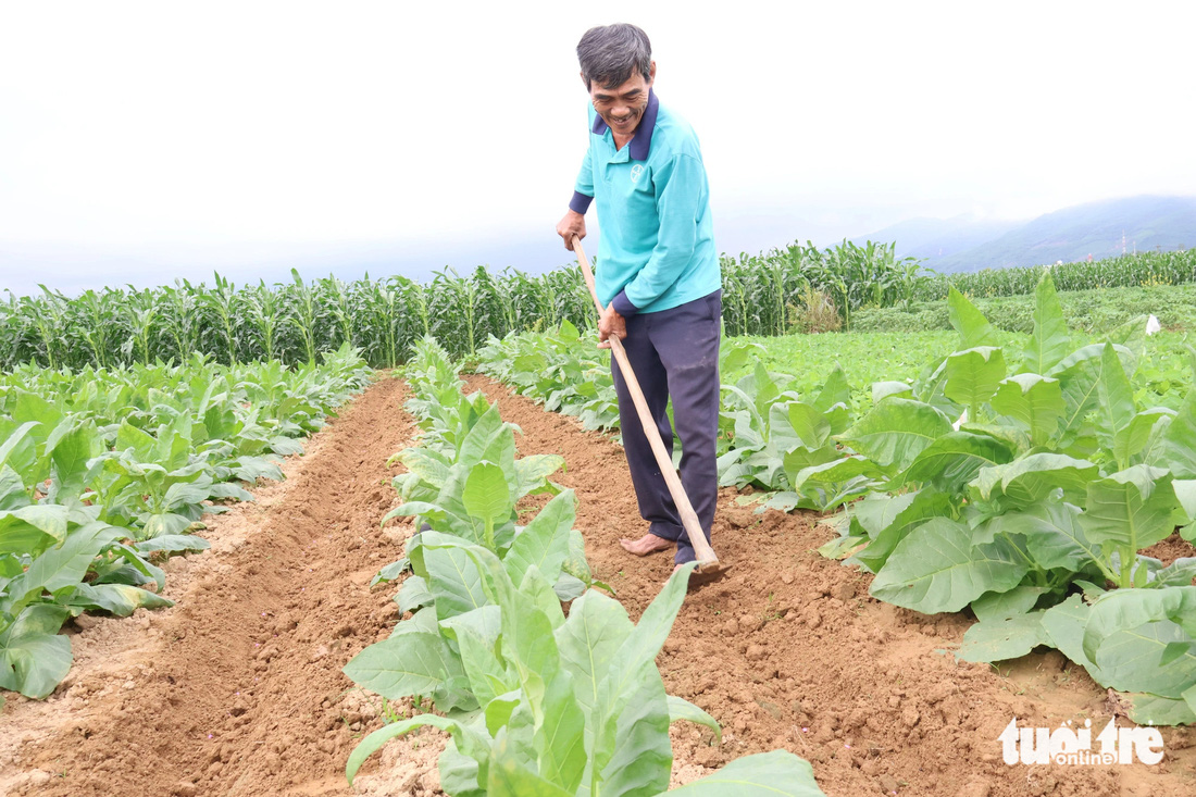 Nông dân chăm sóc ruộng thuốc lá - Ảnh: LÊ TRUNG