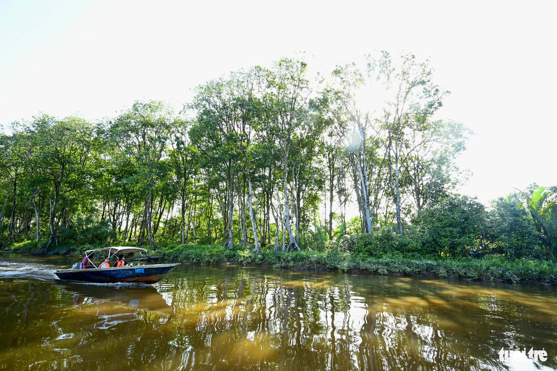 Thuyền chở du khách trải nghiệm tour khám phá rừng ngập mặn