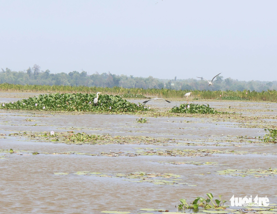 Chim cò đậu trên đám lục bình nổi trên sông - Ảnh: LÊ TRUNG