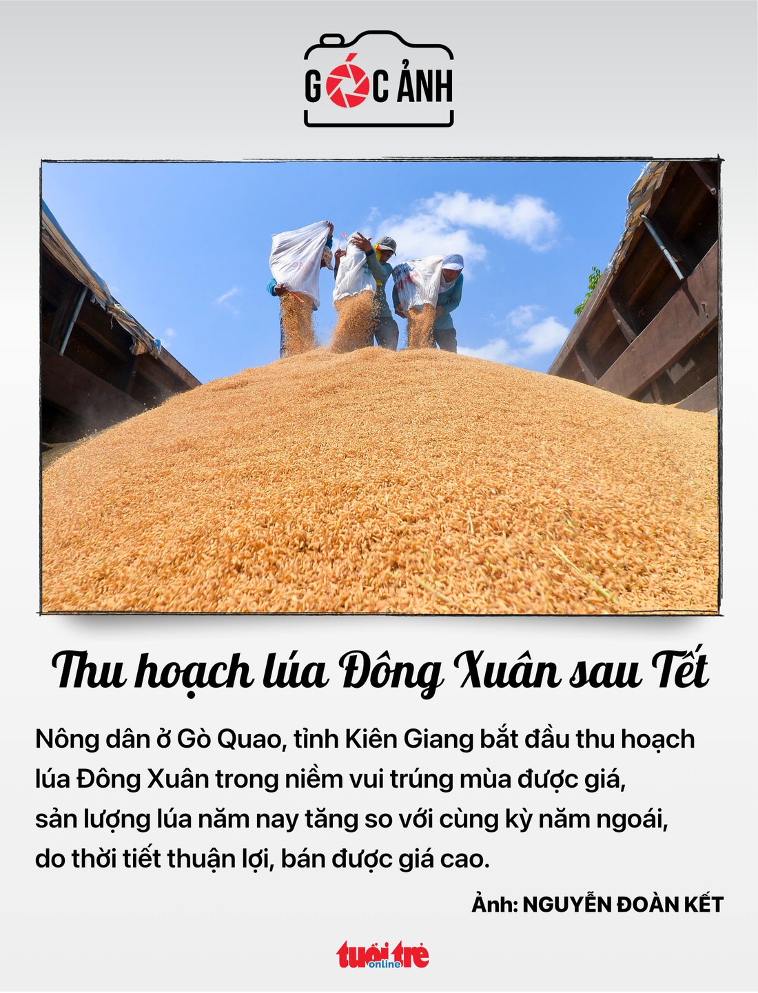 Thu hoạch lúa Đông Xuân sau Tết - Ảnh: NGUYỄN ĐOÀN KẾT