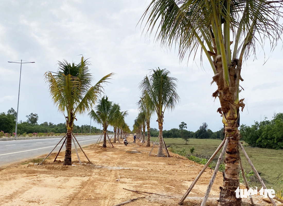 Hai bên vỉa hè được trồng dừa - Ảnh: LÊ TRUNG