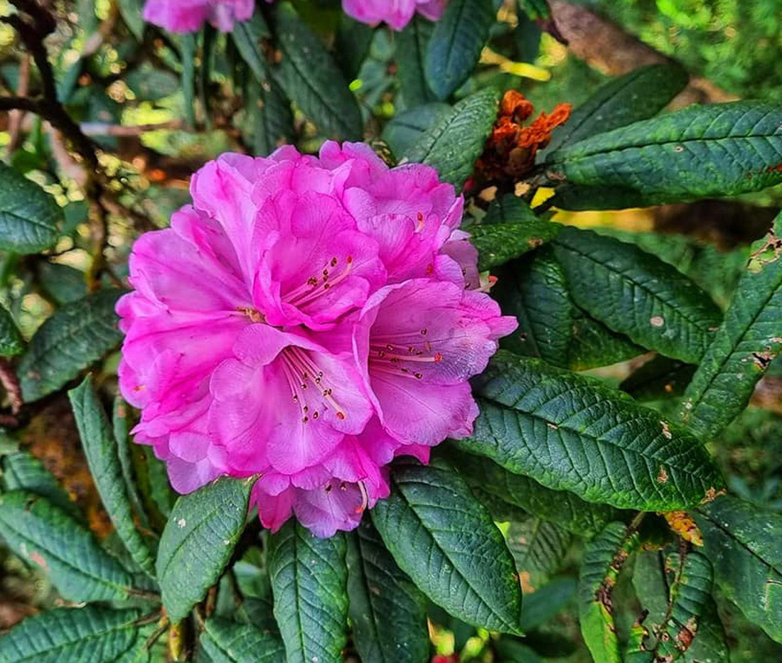 Hoa đỗ quyên nở thành chùm hồng rực