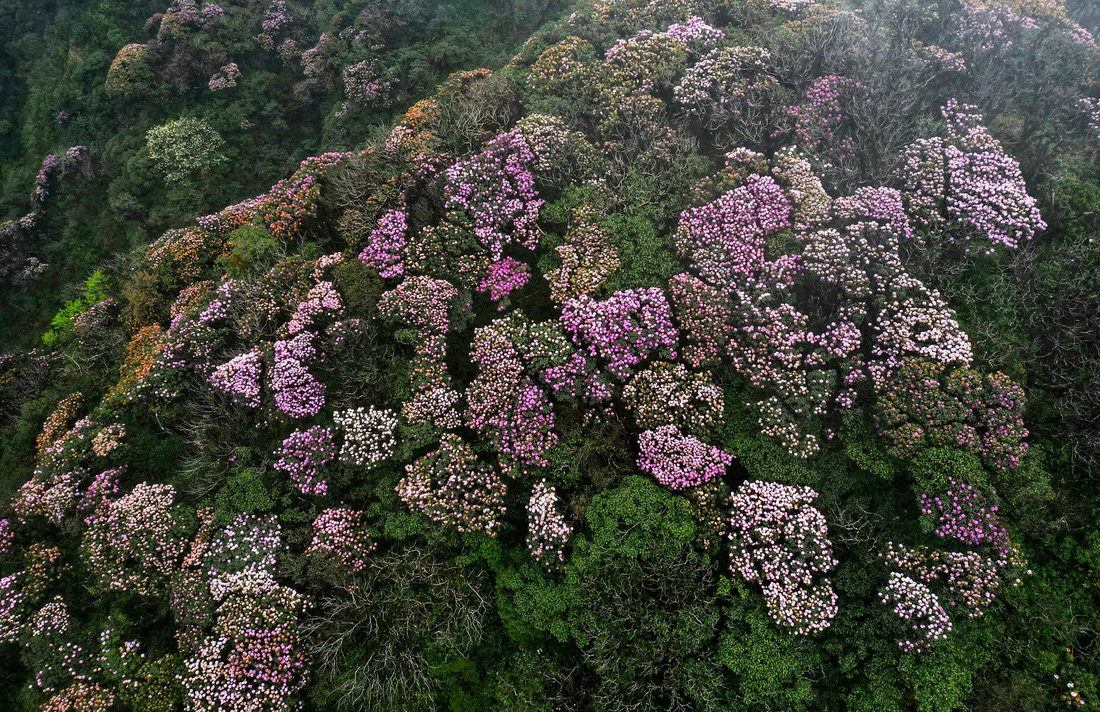 Những mảng hồng, mảng cam điểm tô cho núi rừng Tây Bắc