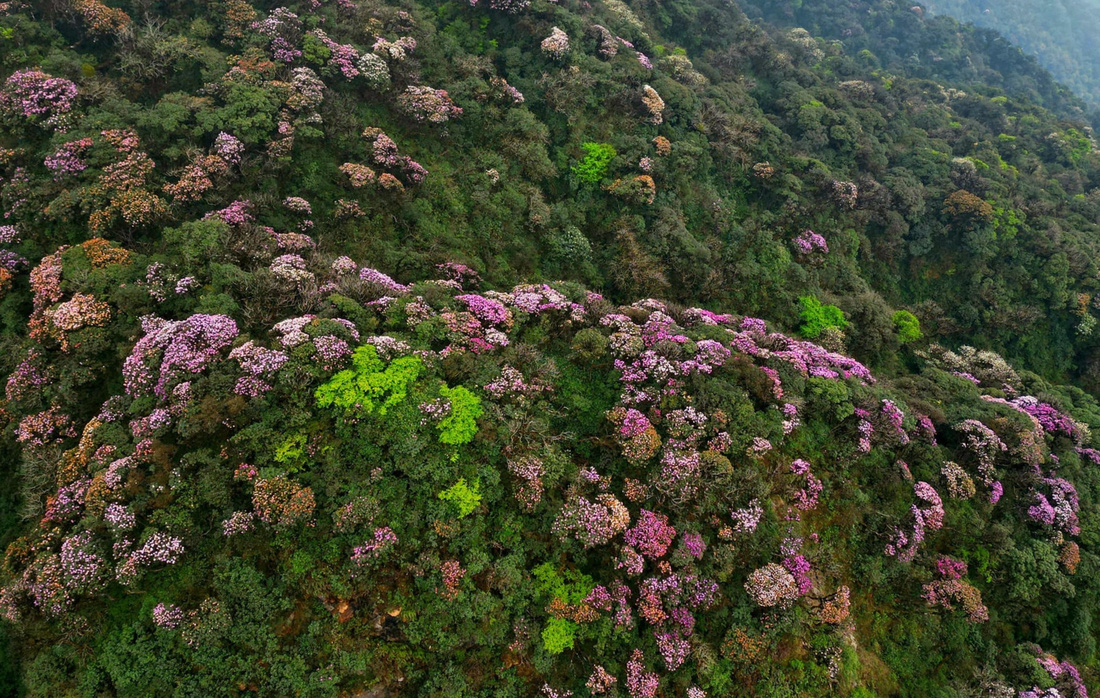 Bạt ngàn hoa đỗ quyên trên đỉnh Putaleng